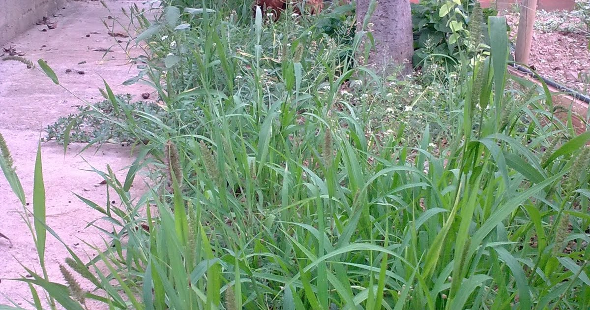 El Huerto de Tatay: limpieza arboles pasillo