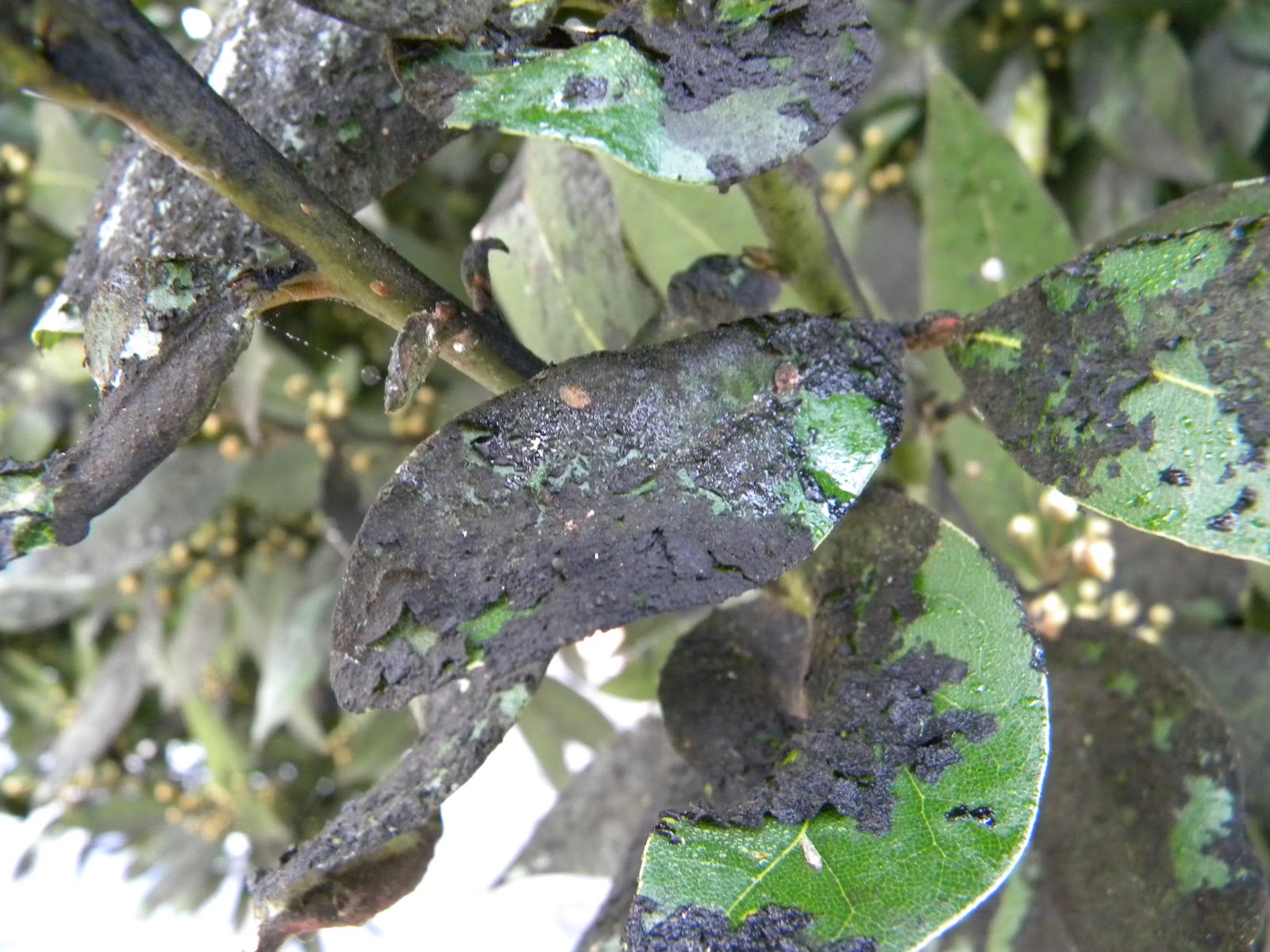 El Huerto de Tatay laurel y cochinilla