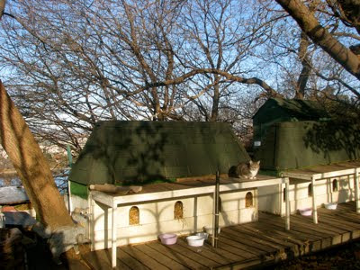 Parliament Hill Cats