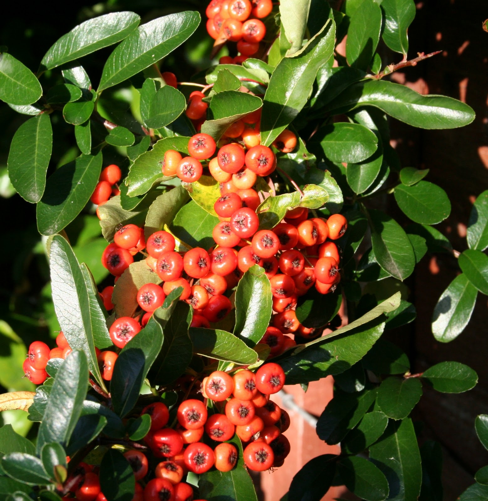 Scottish Artist and his Garden Ornamental Berries