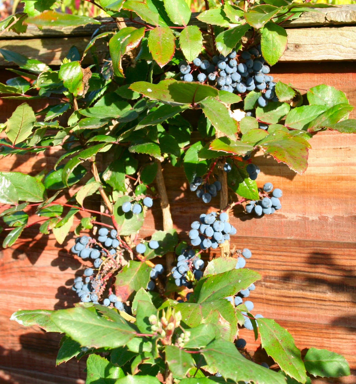 Fat Of The Land Oregon Grape Preserves
