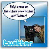 Follow us on Twitter!
