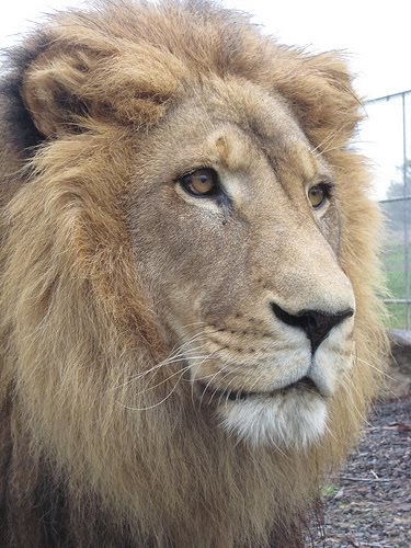 Stronger Than Lions: Swifter Than Eagles, Stronger Than Lions