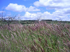 Puls camines dal Pradu