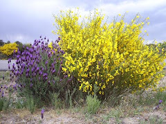 Culores d'eiqui