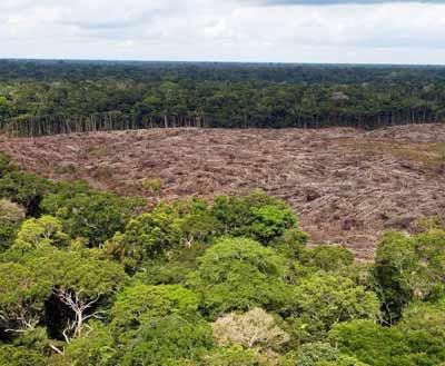 deforestacion por tala
