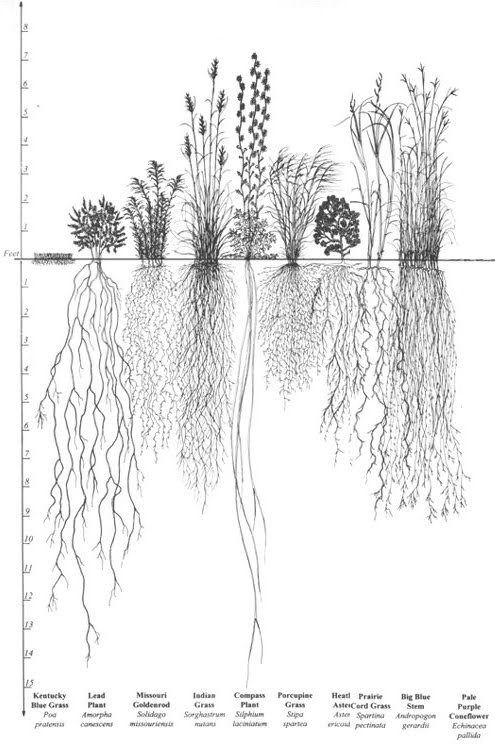 [Root-system.web.jpg]