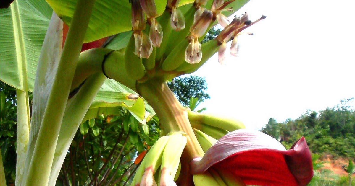 Daily Cut Flowers Banana bracts for flower display