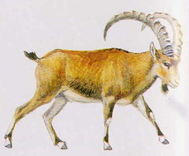 [Nubian+Ibex.jpg]