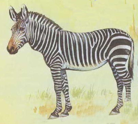 [Cape+Zebra-+Zebra+do+Cabo.jpg]