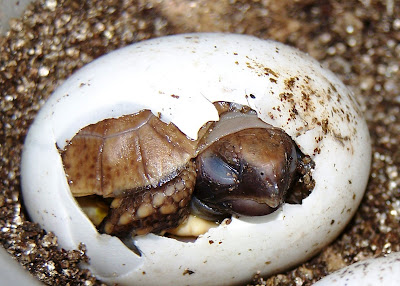 Hingeback Turtle