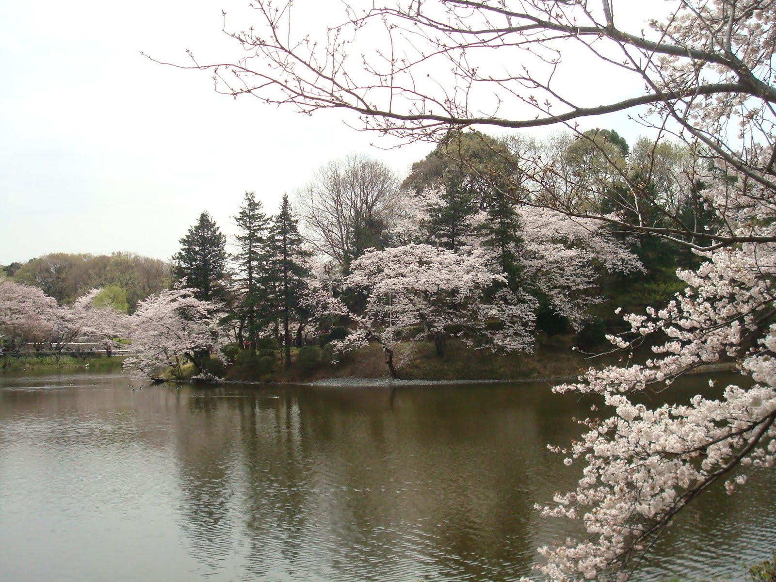 A�a� Resimleri (4. Katalog)