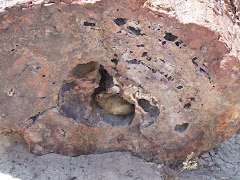 Petrified Forest