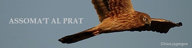 assoma't al PRAT