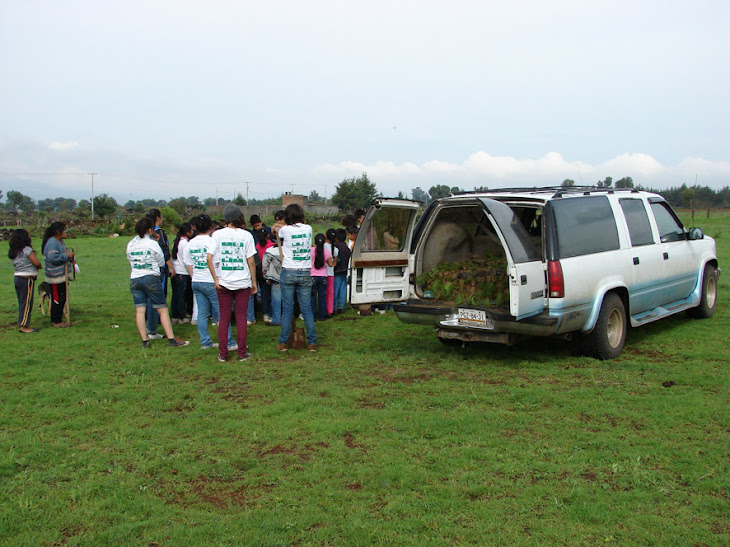 Reforestacion en ihuatzio