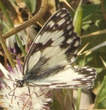 http://3.bp.blogspot.com/_vqMhgUj_-bU/SgaWKfnp8xI/AAAAAAAAApY/TH_sJwvWvq0/s400/another+black+and+white+butterfly.jpg