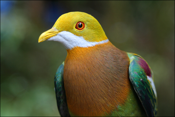 [pombo.jpg]
