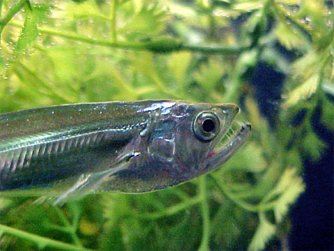 [Hydrolycus+scomberoides.jpg]