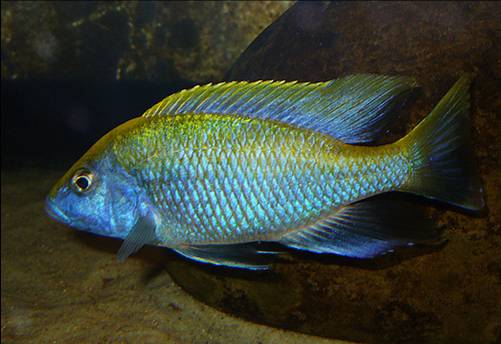 [Cichlid.jpg]
