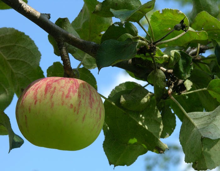 Studio and Garden Antique Apples