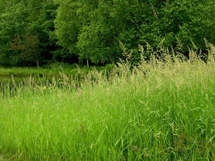 Studio and Garden Flowering Grasses
