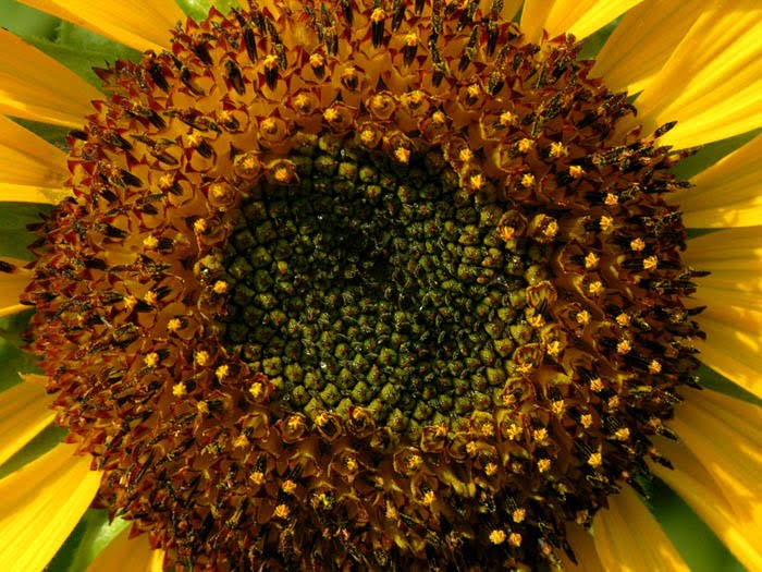 Studio and Garden Sunflowers