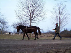 La passion que je veux te transmettre(Les chevaux)