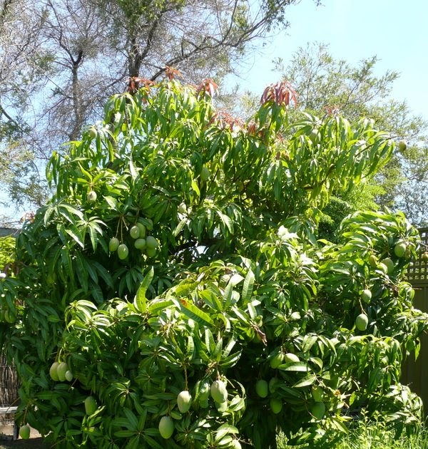 Hills and Plains Seedsavers GROWING MANGOES IN ADELAIDE