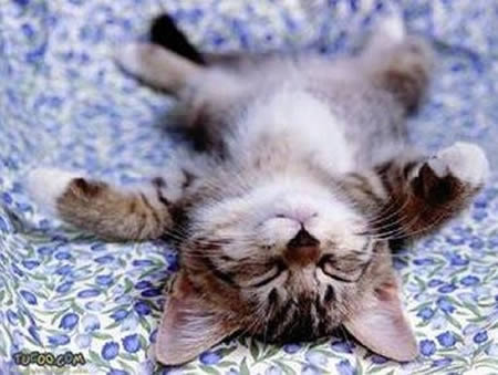[cute+funny+animal+sleeping+position+10.jpg]