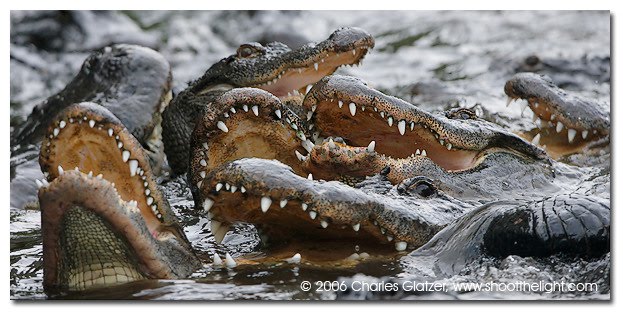 chas_alligators.jpg