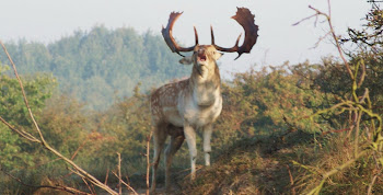 Mooiste Damherten - H.B