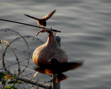Jack Block Park, West Seattle