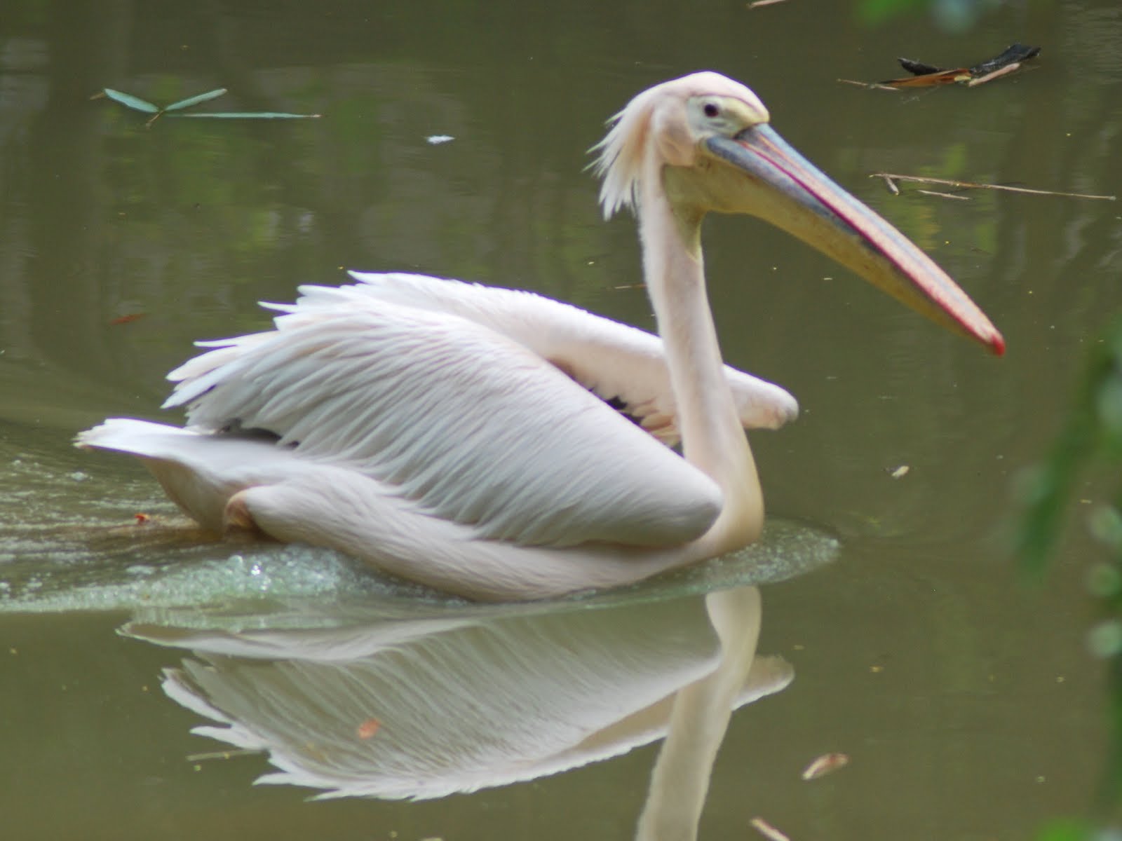 Iseebirds: Rosy Pelicans are happy to be here