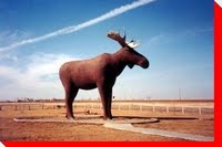 [mjmoose.jpg]