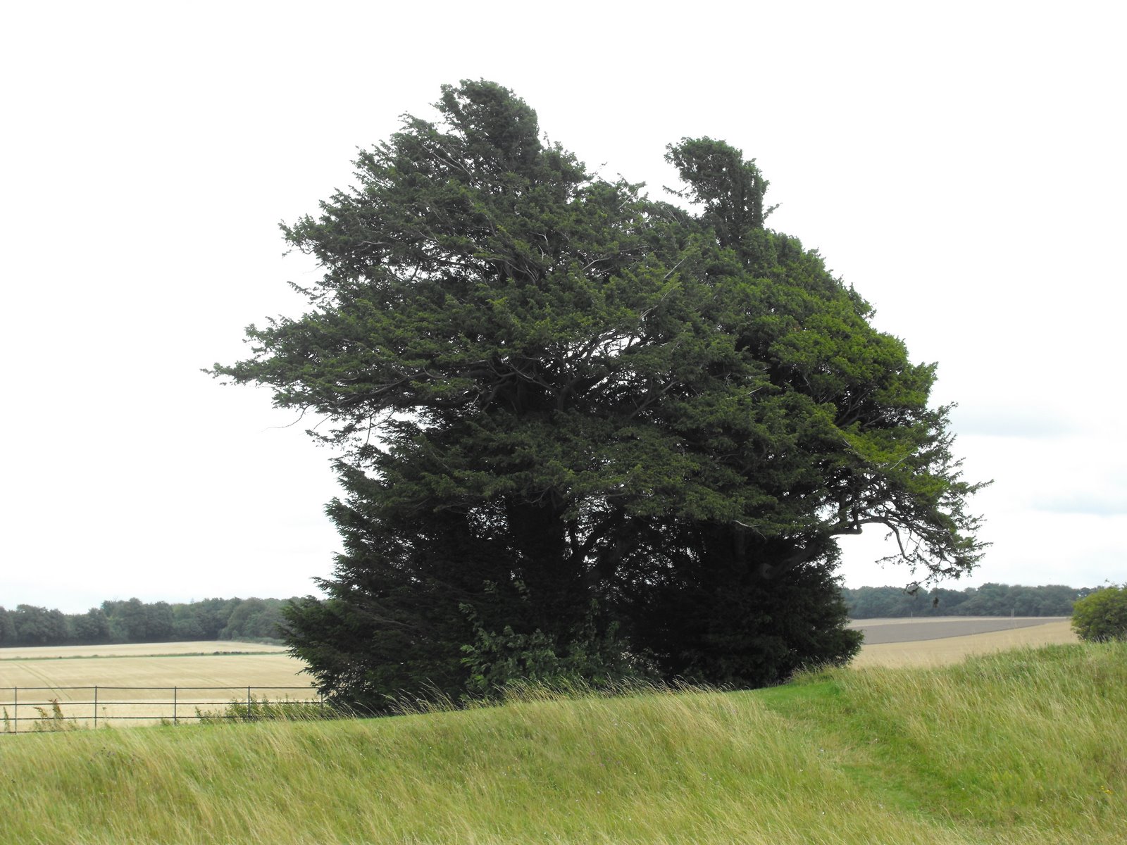 [2009_08025thJuly20070104.JPG]