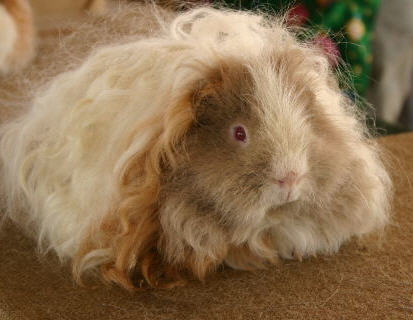 Peruvian Guinea Pig. Silkie or Sheltie. A silkie has long hair that flows