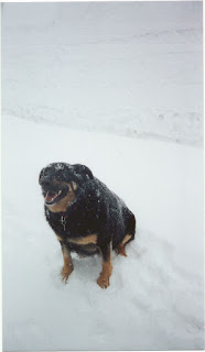Shep the dog in snow at Alpine Meadows