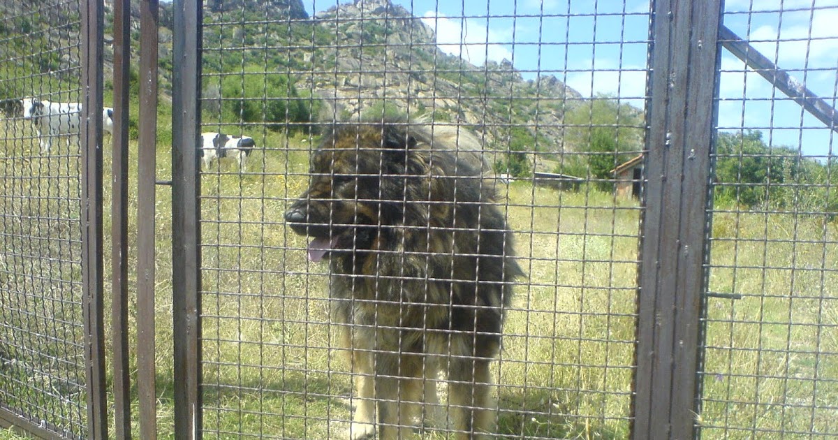 Caucasian Ovcharka Kennel Macedonia Mountain King
