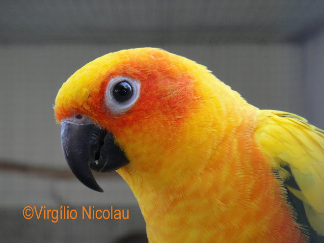 Conure do sol (Aratinga solstitialis)