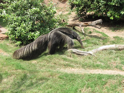 Crazy Looking Ostrich
