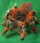 Woolen Tarantula