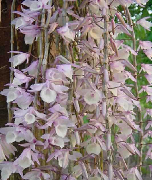 A blog dedicated to Nepali orchids DEDICATED TO NEPALI ORCHIDS