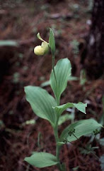 Cypripedium flavum P.F. Hunt & Summerh.