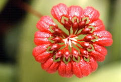 Bulbophyllum corolliferum J.J. Sm.