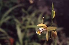 Bletilla ochracea Schltr. in China, Shanghaï