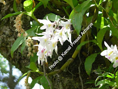 Orchids from Nepal