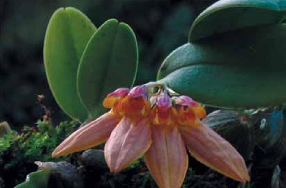 A blog dedicated to Nepali orchids WHERE TO FIND ORCHIDS IN NEPAL