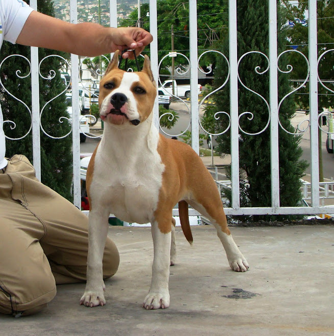 AMERICAN STAFFORDSHIRE TERRIER