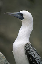 NUESTRAS AVES PERUANAS