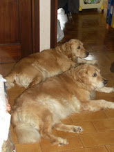 Golden Retriever family